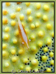 Pin Cushion Shrimp, taken with 60mm macro F5 1/60s IOS200. by Stuart Ganz 